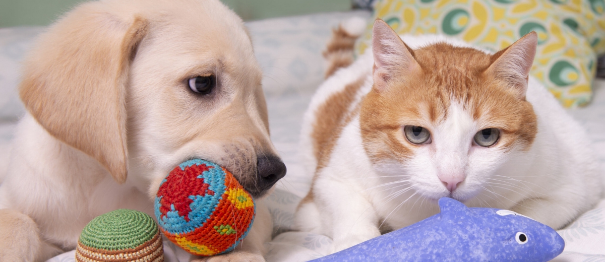 消基會抽查:市售日用品與寵物用品標示合格率僅 2 成!SGS協助您避開日用品與寵物市場的違規地雷