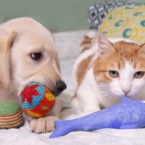 寵物用品安全檢測及產業永續——SGS助力打造安全、透明的市場生態